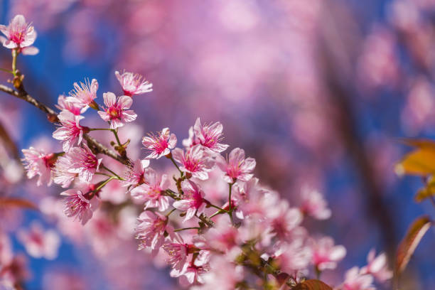 istock Close up pink Sakura flowers or Cherry blossom blooming on tree in springtime 942209542