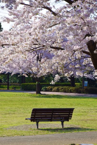 istock Background of the cherry blossoms 942213174