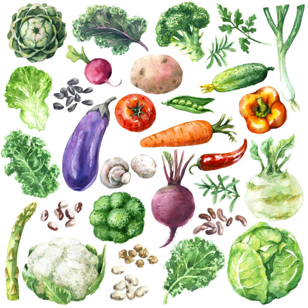 watercolor овощи набор - concepts food lettuce bean stock illustrations
