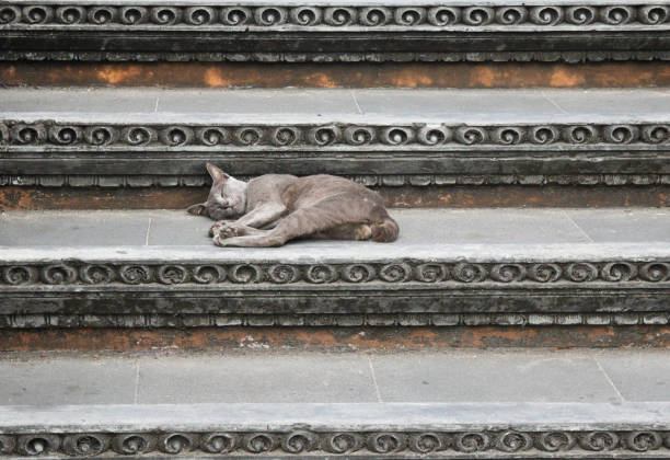 Cat lies on the stairs stock photo