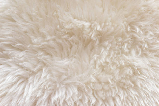 istock White soft wool texture background, cotton wool, light natural sheep wool, close-up texture of white fluffy fur,  wool with beige tone, fur with a delicate peach tint 942216878