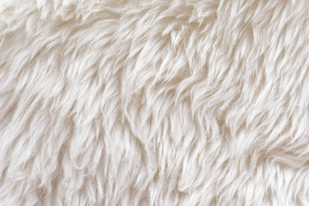 istock White soft wool texture background, cotton wool, light natural sheep wool, close-up texture of white fluffy fur,  wool with beige tone, fur with a delicate peach tint 942216898