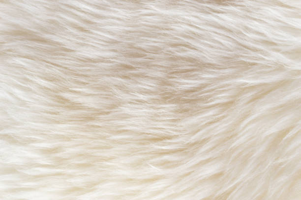 istock White soft wool texture background, cotton wool, light natural sheep wool, close-up texture of white fluffy fur,  wool with beige tone, fur with a delicate peach tint 942216930