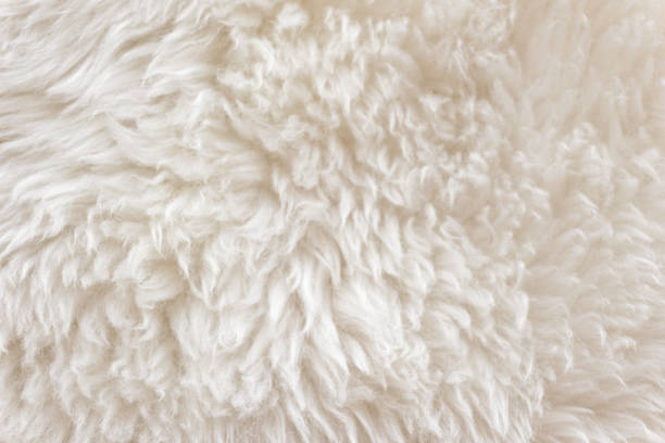 istock White soft wool texture background, cotton wool, light natural sheep wool, close-up texture of white fluffy fur,  wool with beige tone, fur with a delicate peach tint 942216934