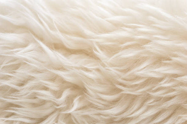 istock White soft wool texture background, cotton wool, light natural sheep wool, close-up texture of white fluffy fur,  wool with beige tone, fur with a delicate peach tint 942216958