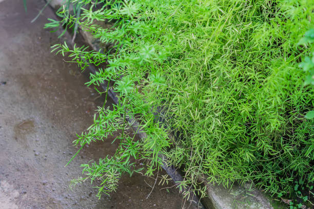 istock tropical plants in the garden 942218120