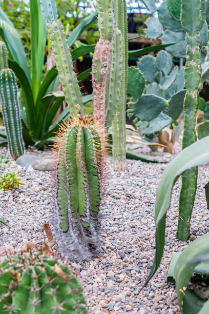 istock Various cacti and succulents in the green house 942218240