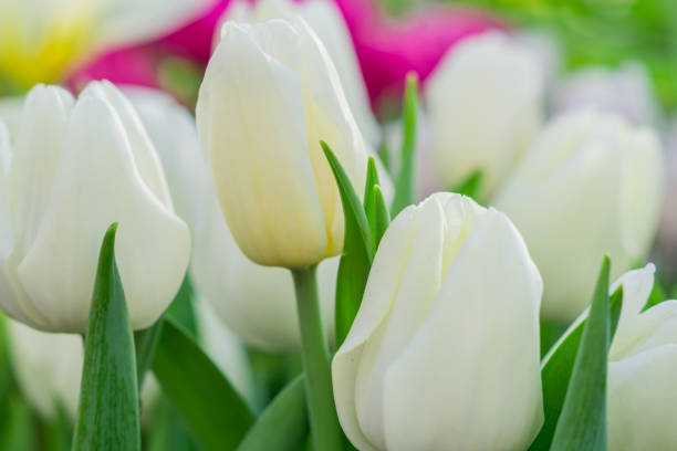 istock floral background of white tulips 942220676