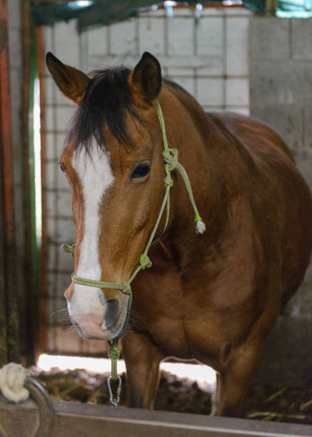 istock horses in the stall 942225484