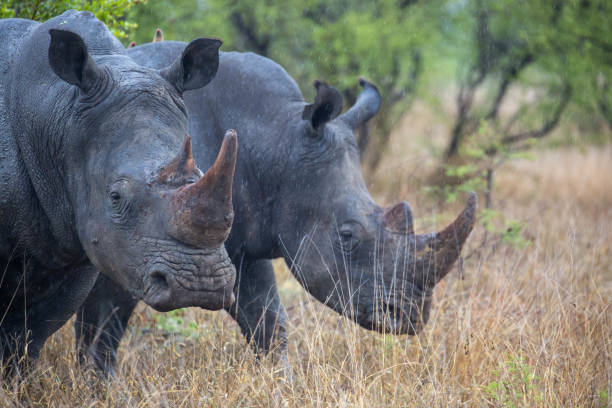 istock South Africa: Southern White Rhinoceros 942226716