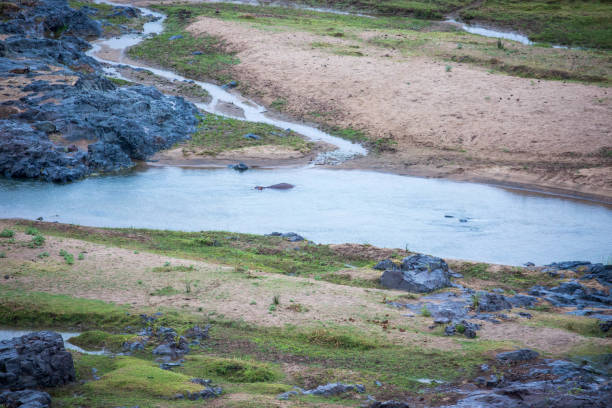 istock South Africa: Hippopotamus in the Olifants River 942227042