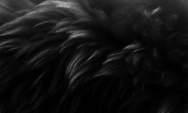 istock Black and white fluffy wool texture, dark natural wool background, fur texture close-up for designers, light long fur animal 942229504