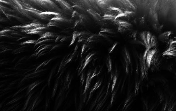 istock Black and white fluffy wool texture, dark natural wool background, fur texture close-up for designers, light long fur animal 942229508