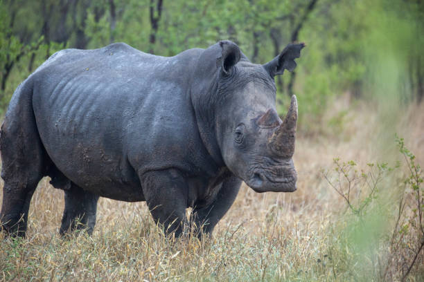 istock South Africa: Southern White Rhinoceros 942229558