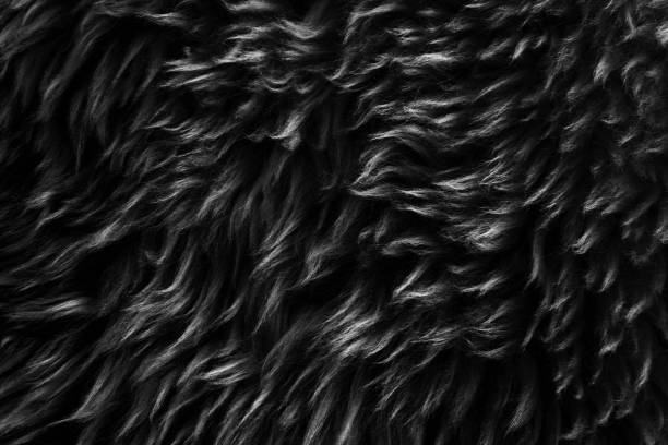 istock Black and white fluffy wool texture, dark natural wool background, fur texture close-up for designers, light long fur animal 942229676