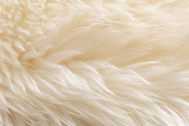 istock White fluffy sheep wool texture, beige natural wool background, fur texture close-up for designers 942229912