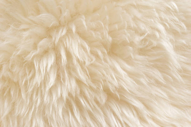 istock White fluffy sheep wool texture, beige natural wool background, fur texture close-up for designers 942229914