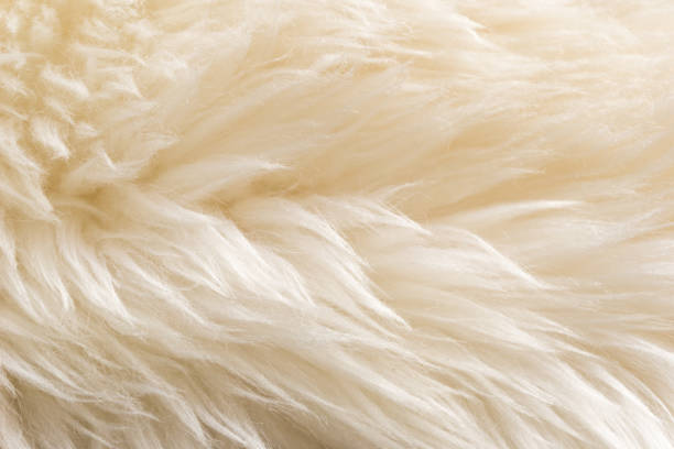 istock White fluffy sheep wool texture, beige natural wool background, fur texture close-up for designers 942229944