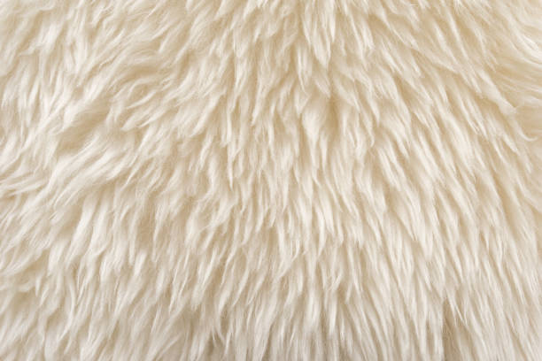 istock White fluffy sheep wool texture, beige natural wool background, fur texture close-up for designers 942229948