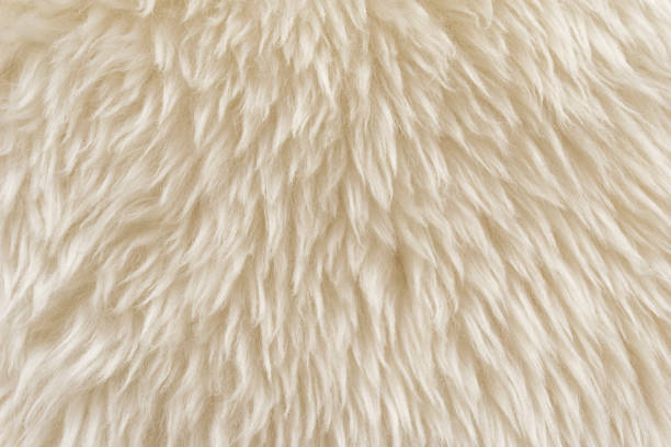 istock White fluffy sheep wool texture, beige natural wool background, fur texture close-up for designers 942229982