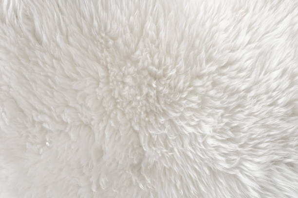 istock White fluffy sheep wool texture, beige natural wool background, fur texture close-up for designers, animal fur wool 942230002