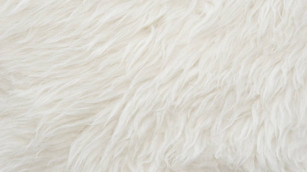 istock White fluffy sheep wool texture, beige natural wool background, fur texture close-up for designers, animal fur wool 942230220
