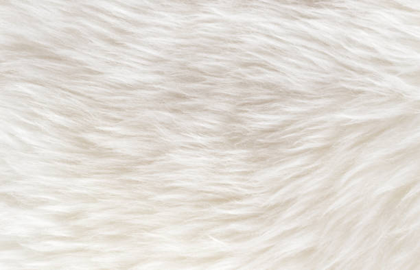 istock White fluffy sheep wool texture, beige natural wool background, fur texture close-up for designers, animal fur wool 942230226