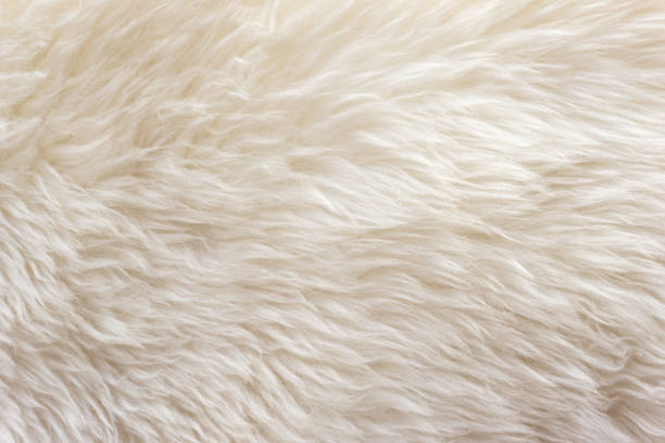 istock White fluffy sheep wool texture, beige natural wool background, fur texture close-up for designers, animal fur wool 942230276