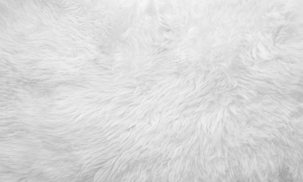 istock White fluffy sheep wool texture, beige natural wool background, fur texture close-up for designers, animal fur wool 942230286