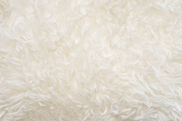 istock White fluffy sheep wool texture, beige natural wool background, fur texture close-up for designers, animal fur wool 942230302