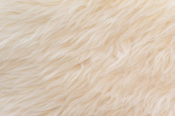 istock White soft wool texture background, seamless cotton wool, light natural sheep wool, close-up texture of white fluffy fur, wool with beige tone for designer 942230322