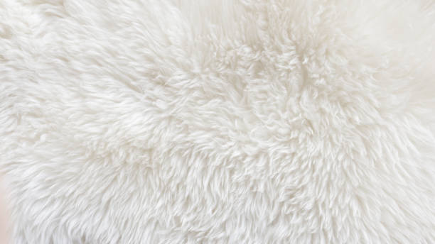 istock White fluffy sheep wool texture, beige natural wool background, fur texture close-up for designers, animal fur wool 942230332