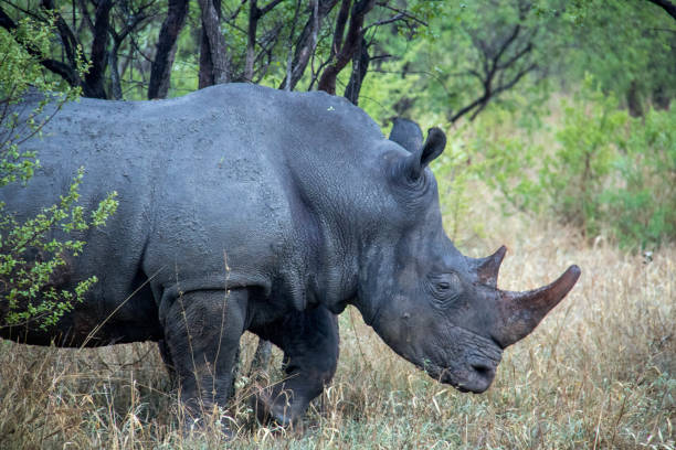 istock South Africa: Southern White Rhinoceros 942230346