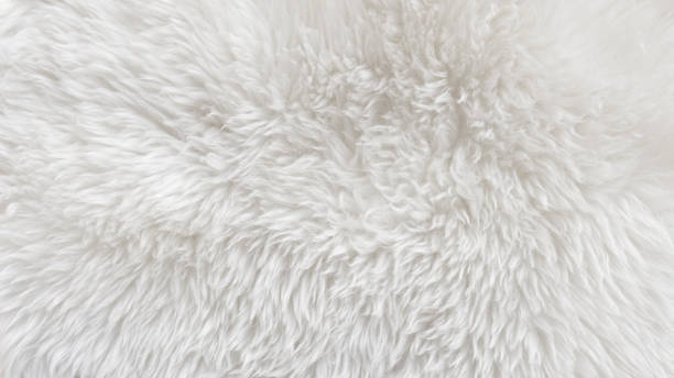 istock White fluffy sheep wool texture, beige natural wool background, fur texture close-up for designers, animal fur wool 942230356