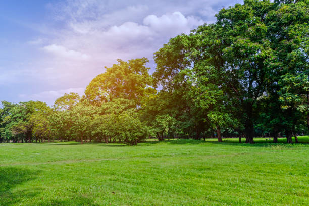 istock Green glass and tree in public park at Sunrise background. 942230542