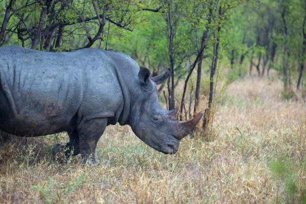 istock South Africa: Southern White Rhinoceros 942230654