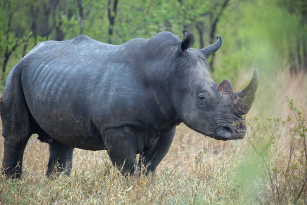 istock South Africa: Southern White Rhinoceros 942230806