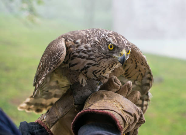 istock Hawk portrait, close up photo. 942230950