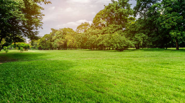 istock Green glass and tree in public park at Sunrise background. 942233010