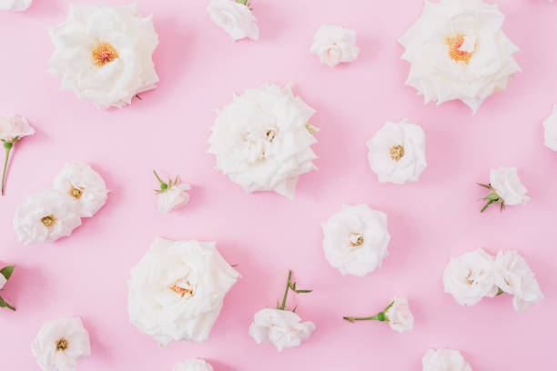 istock White roses and buds on pink background. Flat lay, top view. Pastel background. 942233710