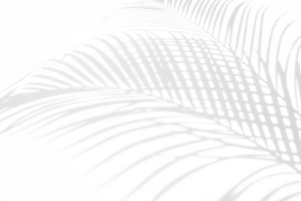 istock abstract background of shadows palm leaves on a white wall. White and Black 942234608