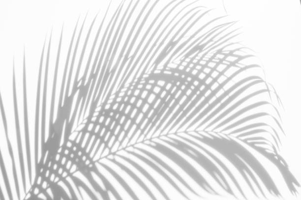 istock abstract background of shadows palm leaves on a white wall. White and Black 942234610