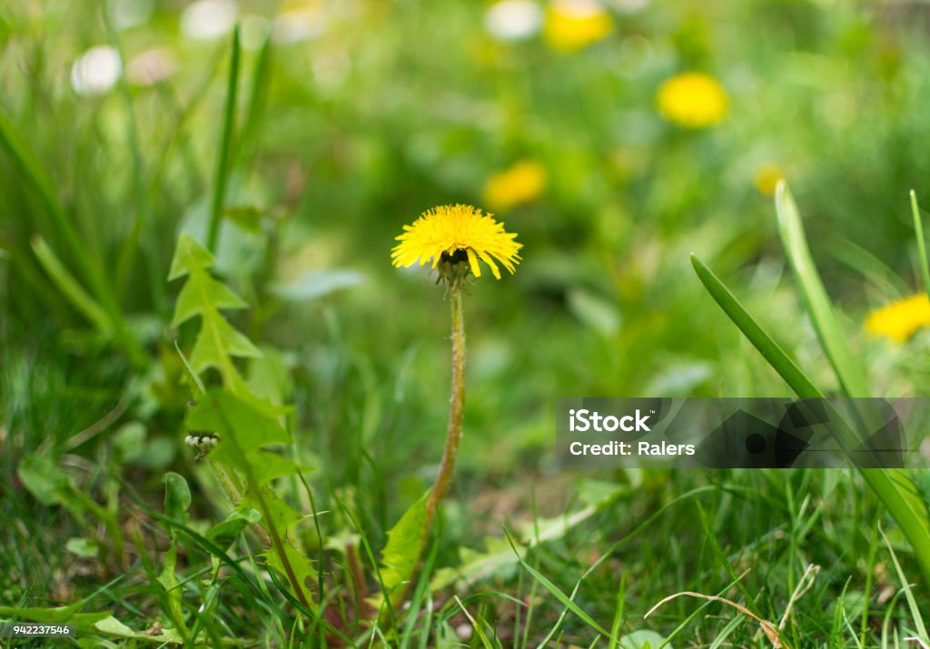 Beautiful dandelion flower on green meadow in spring. Yard - Grounds Stock Photo