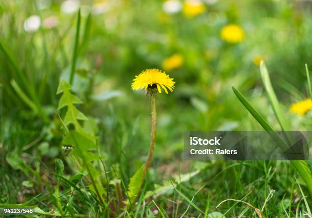 Beautiful Dandelion Flower On Green Meadow In Spring Stock Photo - Download Image Now