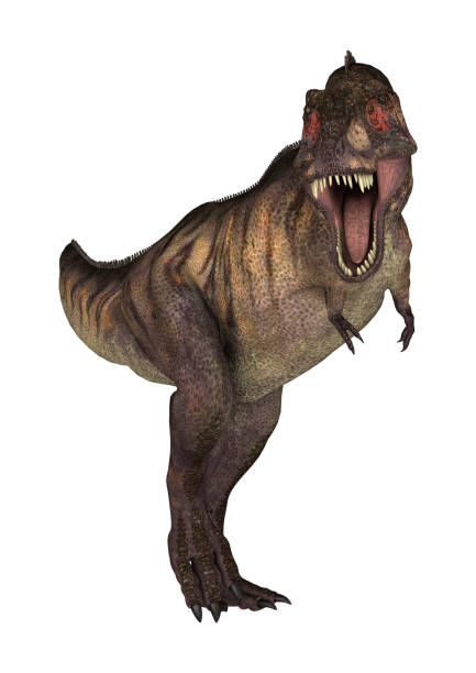 istock 3D rendering dinosaur Tyrannosaurus on white 942242636