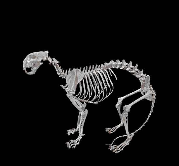 istock Bengal Tiger Skeleton Isolated on Black Background, Clipping Path 942246452