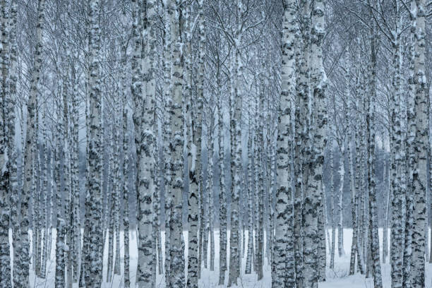 istock Hurst of birch trees with trees in a row in blue winter light 942246532