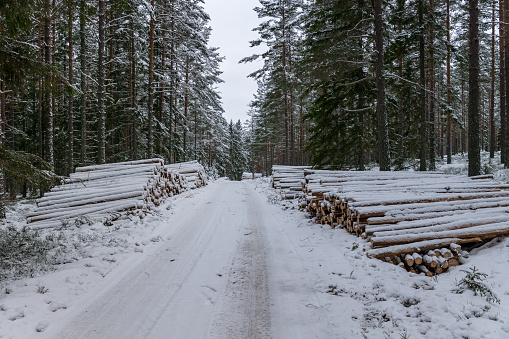 Stacks of timber along a winter road in a forest after a deforestation in Sweden. Snow covers the tree trunks