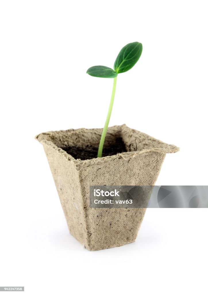 Seedlings of cucumber Germ sprouted cucumber seedling in a paper pot Brussels Sprout Stock Photo