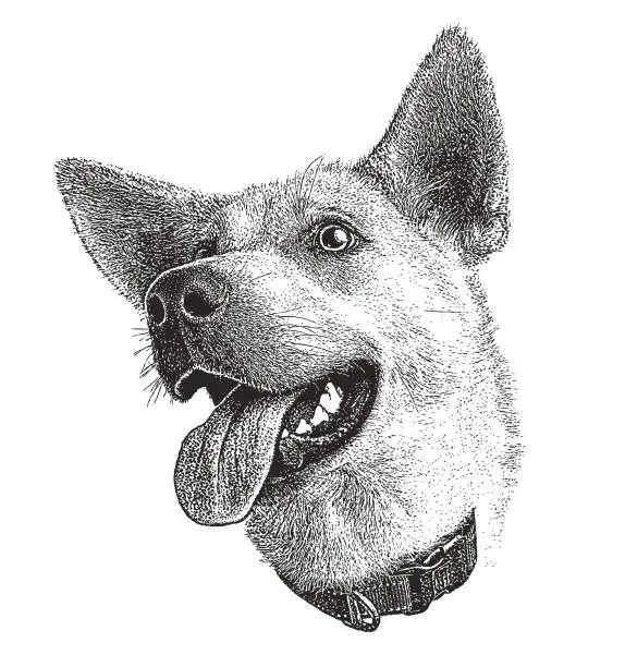 Vector illustration of Stipple illustration of a smiling Siberian Husky